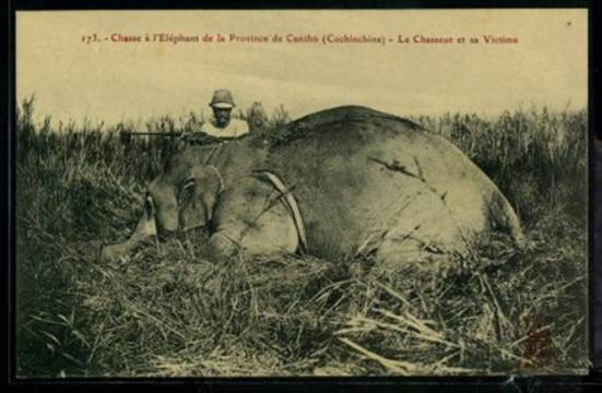 Hình 1 - Một con voi bị bắn hạ ở cánh đồng thuộc tỉnh Cần Thơ thời Pháp thuộc (nguồn: http://www.delcampe.net/page/list/language,E,cat,6556,var,Postcards-Asia-Vietnam.html).