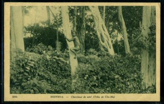 Hình 3 - Người Mạ ở Biên Hòa leo cây tìm mật ong (nguồn http://www.postcardman.net/vietnam_ethnic_moi.html)