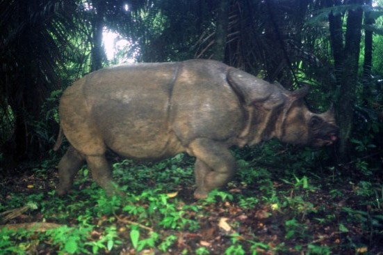 javan_rhino_wwf.jpg